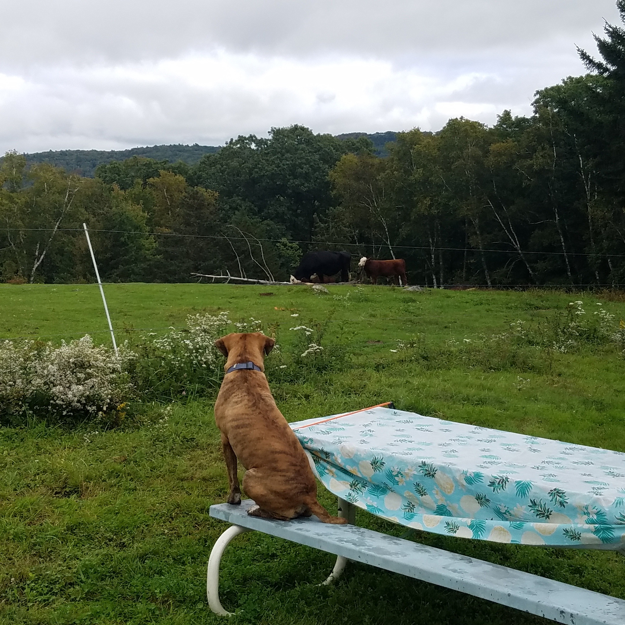 Dog sitting on a picnic table looking at the cows in the pasture