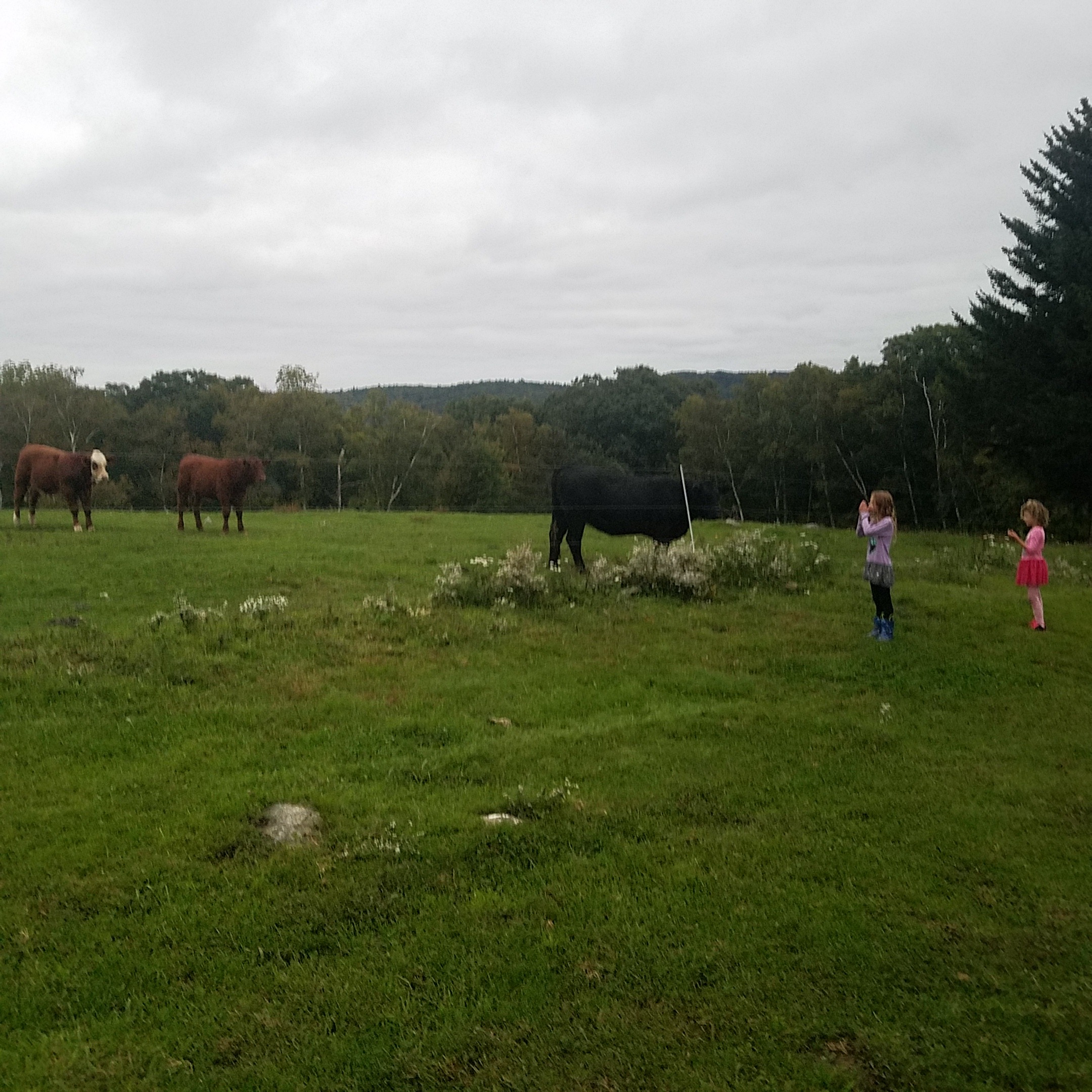 Children visiting the cows in the pasture at a working farm in Vermont