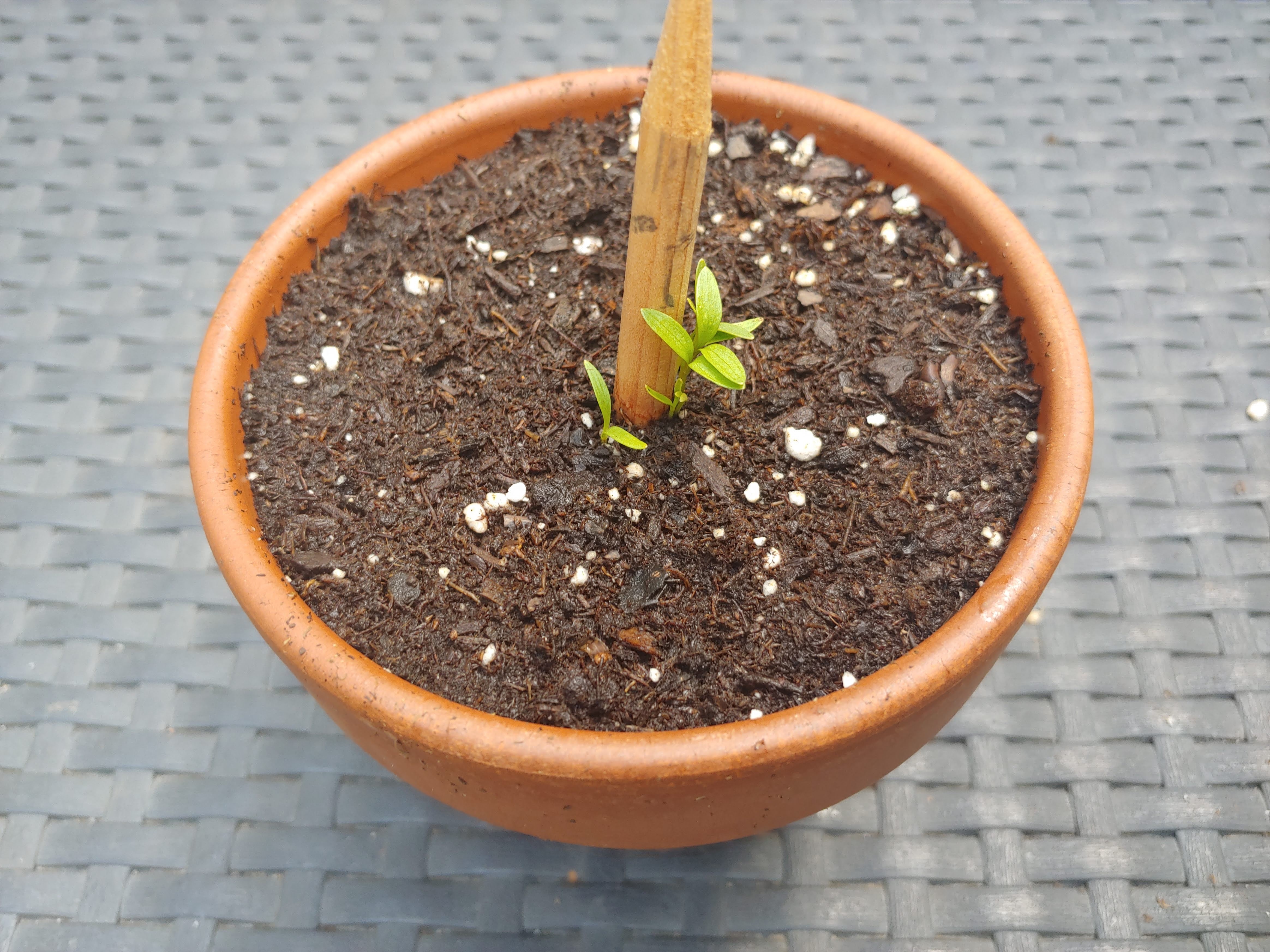 small clay pot with sprout growing