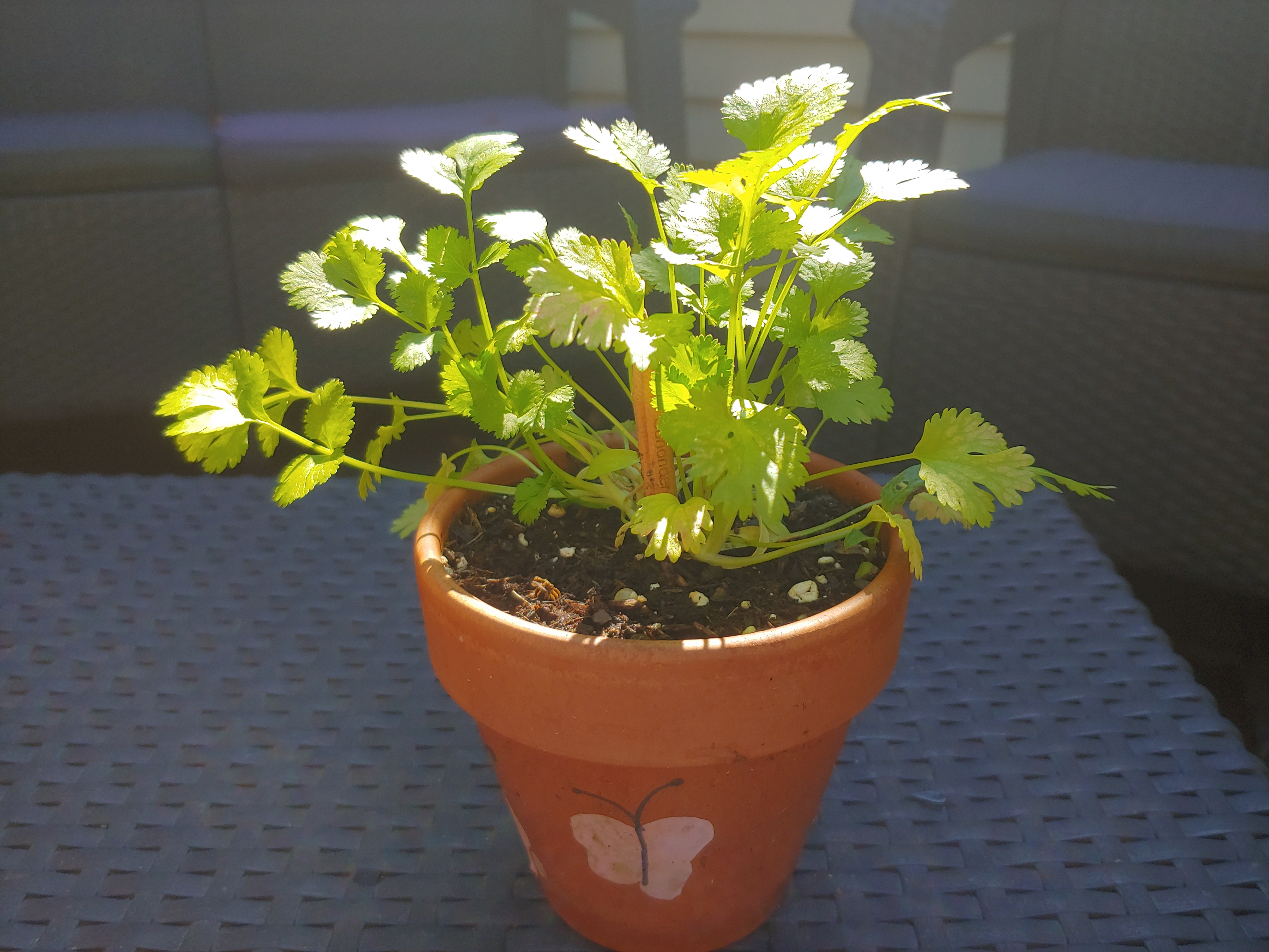 Coriander growing in a small clay pot